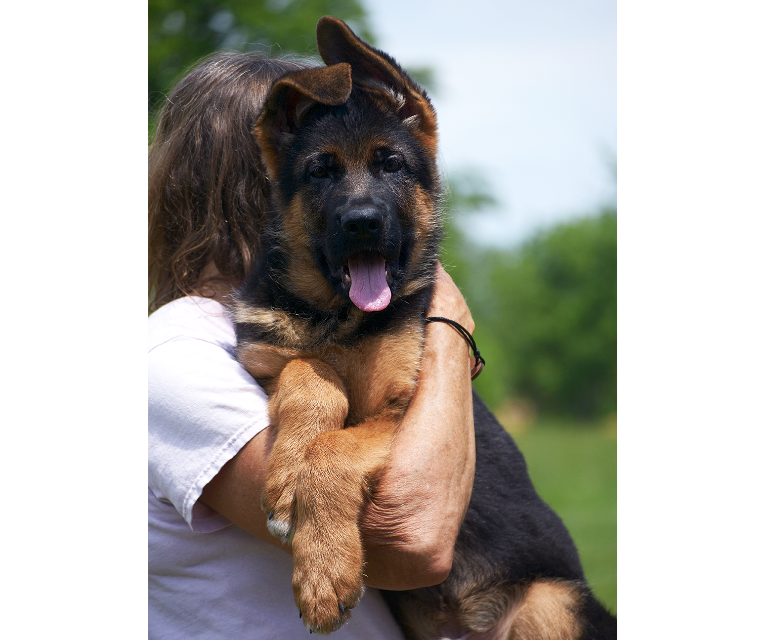 male long coat all black european showline German Shepherd Puppy for Sale in Maryland, Pennsyvania, West Virginia, Virginia, East Coast, the best German Shepherd breeder in the USA